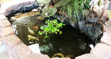 koi-pond-in-shoppe1-e1415628809629 A little Koi Pond