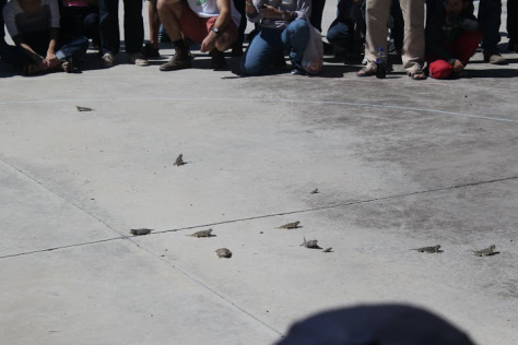 pie-town-horny-toad-races Pie Town - Horny Toad Races