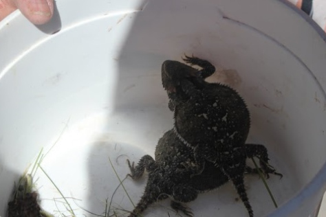 pie-town-pick-your-toad Pie Town Horned Toad Race -- bucket o toads.