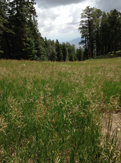 Grassy Slopes