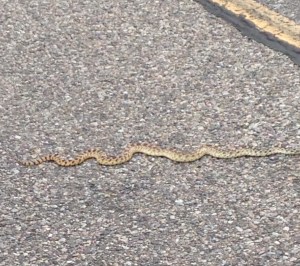 snake-e1406298160354 Snake in the Road